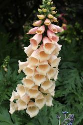  Gyszvirg, barack szn. DIGITALIS purpurea 'Apricot'