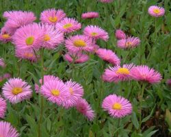  Kllrojt. Erigeron 