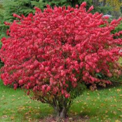  Szrnyas kecskerg. Euonymus alatus.