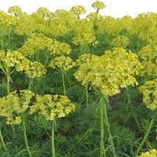  Farkas kutyatej.EUPHORBIA cyparissias