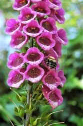  Gyszvirg.DIGITALIS purpurea 'Berggold.