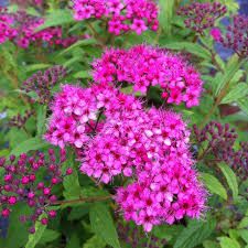  Ciklmen virg trpe gyngyvessz. Spiraea japonica 'Anthony Waterer'
