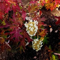  Tlgylevel hortenzia. Hydrangea quercifolia Burgundy. /Csak szemlyes tvtel!/