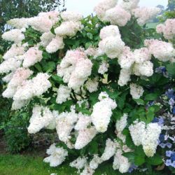  Bugs hortenzia. Hydrangea paniculata Grandiflora.