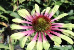  Kasvirg rzsaszn-zld. Echinacea purp. 'Green Twister'.