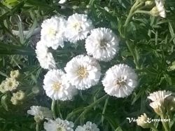  Kenyrbli cickafark. ACHILLEA ptarmica 'Pearl-Group'