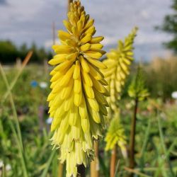  Fklyaliliom citromsrga. KNIPHOFIA citrina