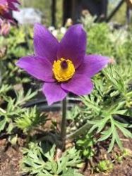  Kkrcsin lila virggal. PULSATILLA vulgaris.