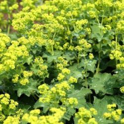  Nagylevel palstf. Alchemilla mollis.