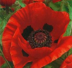  Pipacs. PAPAVER Orientale-Hybr. 'Brilliant'