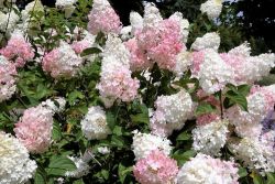  Bugs hortenzia.  Hydrangea paniculata Phantom