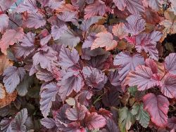  Trpe hlyagvessz. Physocarpus opulifolius 