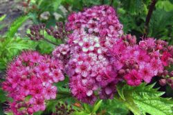  Trpe gyngyvessz.Spiraea japonica 'Crispa'