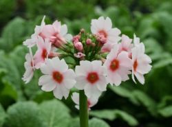  Kankalin. Primula Japonica 'Appleblossom'