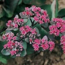  Varjhj. Sedum ussuriense 'Pink Beacon'