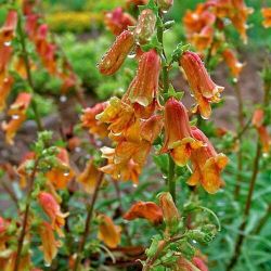  Rusztikus gyszvirg. Klnlegessg!! DIGITALIS obscura Sunset