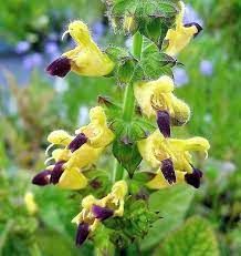  Zslya. SALVIA bulleyana hort.