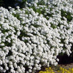  Tatrvirg, fehr virg. IBERIS sempervirens 'Snowflake'