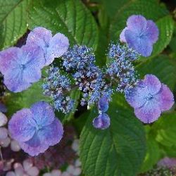  Frszes level hortenzia.  Hydrangea Serrata Veerle.