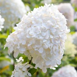  Krmfehr bugs hortenzia. Hydrangea paniculata 'Silver Dollar