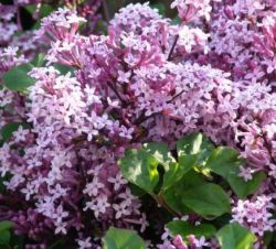  Trpe orgona. Syringa meyeri Palibin