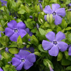  Vinca, kis metng. Vinca minor.